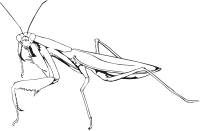 Praying mantis (outline)