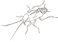 Cockroach (outline)