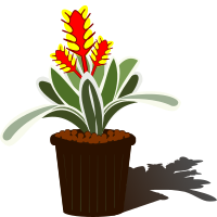 bromelia-09d