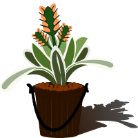 bromelia-09f