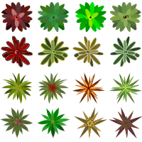 Bromelia top view