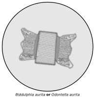 Diatom