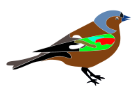 Buchfink