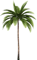 Palm tree 8