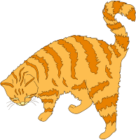 Ginger cat