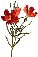 Narrow-leaved chironia