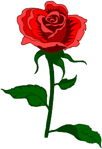 Rose 27