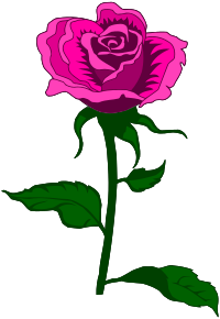 Rose 27 (colour 3)