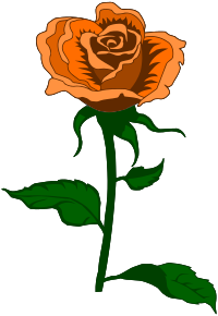 Rose 27 (colour 4)