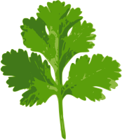 Coriander Leave