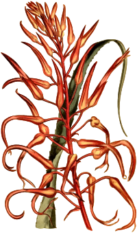 Scarlet pitcairnia