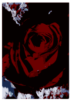 Rosa