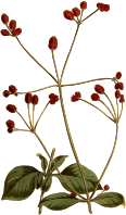 Crimson-headed achyranthes