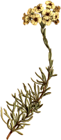 Cluster-leaved eriocephalus