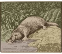 Platypus Colour