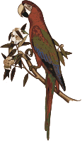 Parrot Colour