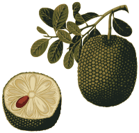 Jackfruit