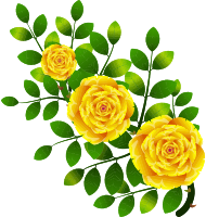 Roses 8