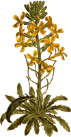 Armenian wall flower