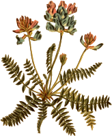 Mountain milk vetch