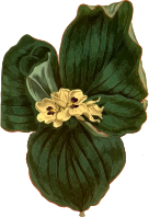 Galangale