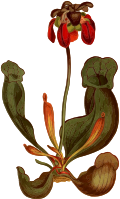 Broad-lipped purple side saddle flower