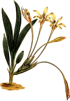 Long-tubed babiana