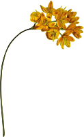 Yellow upright ixia