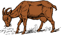 brown goat