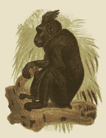 Celebes Crested Macaque