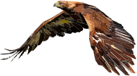 Geometric Hawk By Peri Priatna