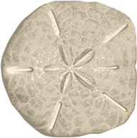 Sand Dollar