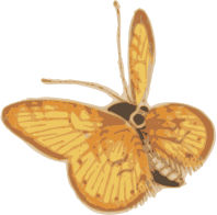 Orange Butterfly