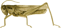 Grasshopper 1