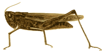 Grasshopper 2