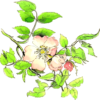 Flower 193