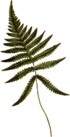 Polypodium phegopteris