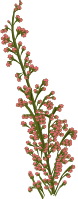 Flower 202