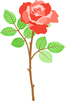 Rose 30