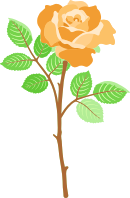 Rose 30 (version 2)