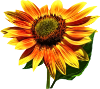 Sunflower 4