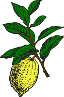 Lemon 3 (colour)