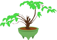 Bonsai in a Pot