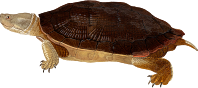 Cuban slider 2