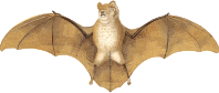 Gervais's funnel-eared Bat 