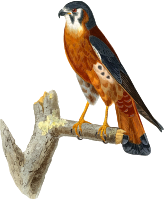 American Kestrel