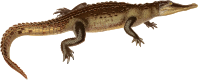 American crocodile