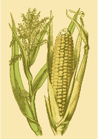 Corn in a Husk