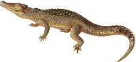 Cuban crocodile