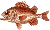 Cardinal soldierfish